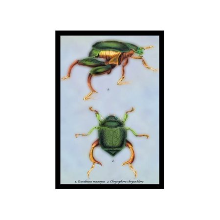 Beetles: Scarabaeus Macropus And Chrysophora Chrysochlora #1 Print (Unframed Paper Print 20x30)
