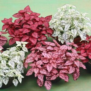 Hypoestes-Phyllostachya Splash- Mix- 15 Seeds - -