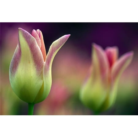 Two Magenta Tulips Opening Poster Print by Natural Selection Tony Sweet, 36 x 24 - Large