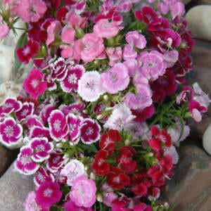Sweet William dianthus DWARF WEE WILLIE MIX Part-Shade OK Non-GMO 200 Seeds!