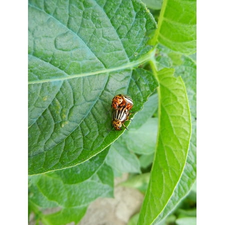 Canvas Print Nature Silver Potato Beetle Stretched Canvas 10 x 14