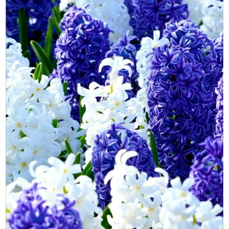 Hyacinth Bulbs For Planting Hyacinth Bulbs Hyacinth Muscari Bulbs Hyacinth Plants Iridescent Hyacinth Flowers Hyacinth Bulbs For Sale.
Hyacinth Bulbs For Planting Hyacinth Bulbs Hyacinth Muscari Bulbs Hyacinth Plants Iridescent Hyacinth Flowers Hyacinth Bulbs For Sale.