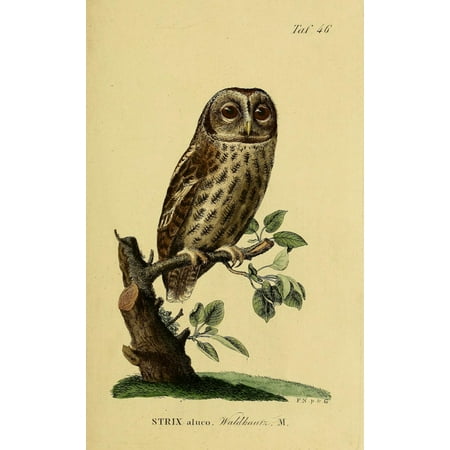 Naturgeschichte der Vgel 1820 Tawny Owl Poster Print by JA Naumann