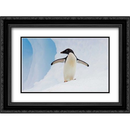 Adelie Penguin on iceberg, Paulet Island, Antarctica 2x Matted 24x18 Black Ornate Framed Art Print by Eszterhas, Suzi