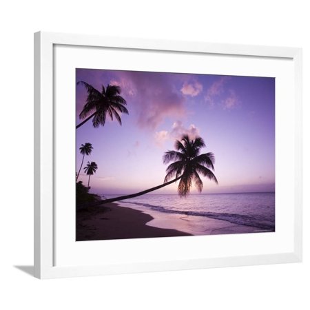 Palm Trees Silhouetted at Sunset, Coconut Grove Beach at Cade's Bay Framed Print Wall Art By Greg Johnston