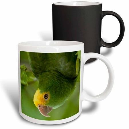 3dRose Yellow-headed Amazon Parrot Tropical bird Belize - SA02 POX0118 - Pete Oxford Magic Transforming Mug 11oz
3dRose Yellow-headed Amazon Parrot Tropical bird Belize - SA02 POX0118 - Pete Oxford Magic Transforming Mug 11oz