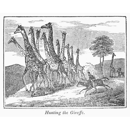 Hunting Giraffe C1860 Nhunting The Giraffe Wood Engraving C1860 Rolled Canvas Art - (24 x 36)