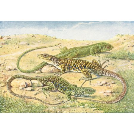 Birds of other Lands 1917 Green & Ocellated Lizards Canvas Art - Unknown (18 x 24)