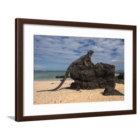 Marine Iguana (Amblyrhynchus Cristatus), Galapagos Islands, Ecuador Framed Print Wall Art By Pete Oxford