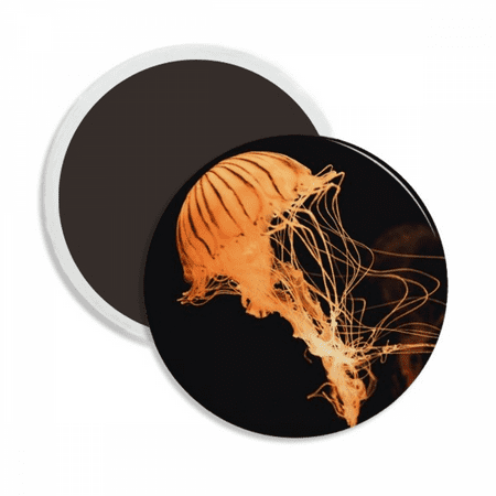 Ocean Jellyfish Science Nature Picture Round Ceracs Fridge Magnet Keepsake Decoration
Ocean Jellyfish Science Nature Picture Round Ceracs Fridge Magnet Keepsake Decoration