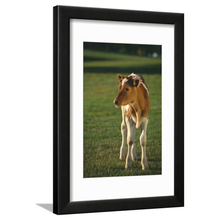 Calf Standing in Field Framed Print Wall Art By DLILLC