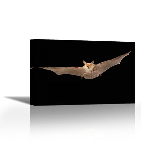 Pallid Bat flying at night, Washington - Contemporary Fine Art Giclee on Canvas Gallery Wrap - wall d?cor - Art painting - 27 x 18 Inch - Ready to Hang