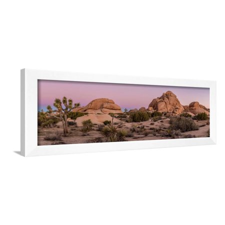 Joshua trees and rocks on a landscape, Joshua Tree National Park, California, USA Framed Print Wall Art