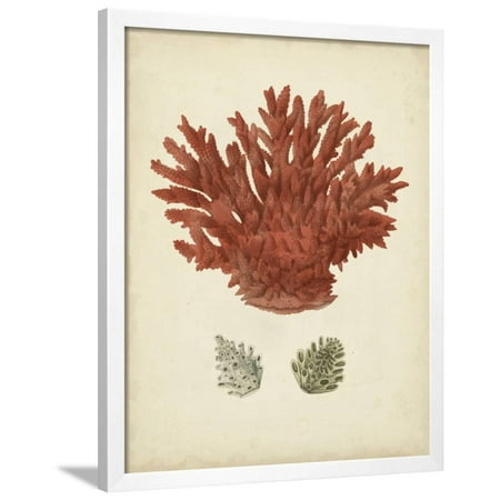 Antique Red Coral III Framed Print Wall Art By Vision Studio