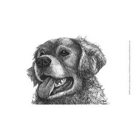 Amber the Golden Retriever Poster Print by Beth Thomas (13 x 10)