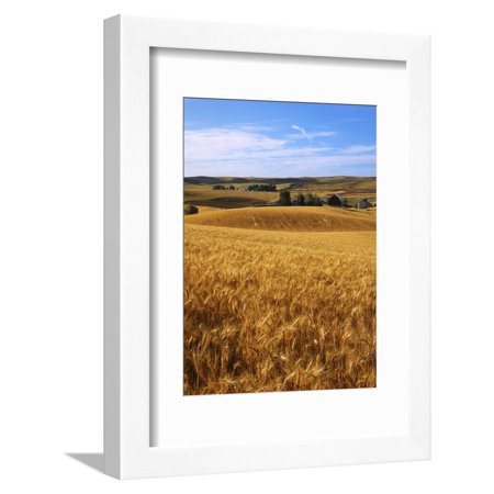 Wheat fields, Whitman County, Washington, USA Framed Print Wall Art By Charles Gurche