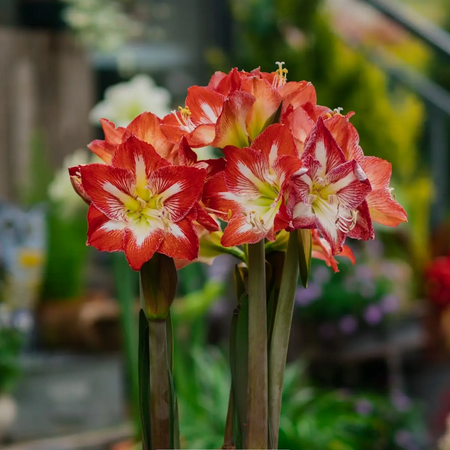 Amaryllis bulbs Home Garden Decoration Bright for Planting Perennials Bulbs for Planting Pots to Grow
Amaryllis bulbs Home Garden Decoration Bright for Planting Perennials Bulbs for Planting Pots to Grow