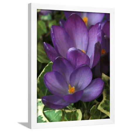 Crocus Tommasinianus (Ruby Giant), Spring-Flowering Corm, Purple Flowers with Orange Stigmas, March Framed Print Wall Art By Chris Burrows
