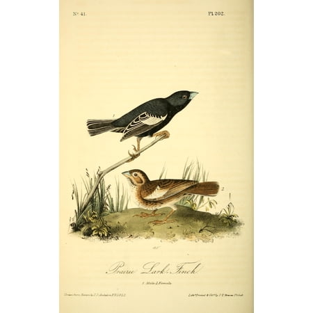 Birds of America 1844 Prairie Lark Finch Poster Print by JJ Audubon