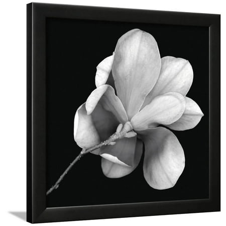 Magnolia Study in Black and White Framed Print Wall Art By Anna Miller