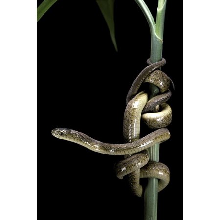 Dasypeltis Scabra (African Egg-Eating Snake, Rhombic Egg Eater) Print Wall Art By Paul Starosta