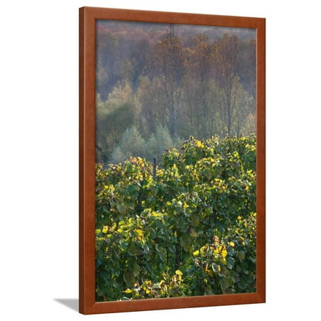Vineyards in autumn, Kaiserstuhl, Burkheim, Baden-Wurttemberg, Germany Framed Print Wall Art