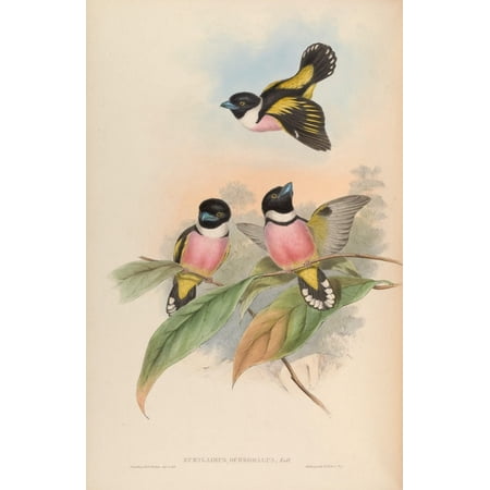 Birds of Asia 1850 Hooded Eurylaime Poster Print by John Gould