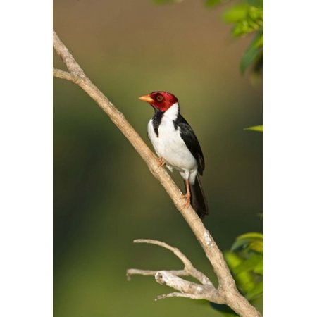 Yellow-Billed cardinal on a branch Three Brothers River Meeting of the Waters State Park Pantanal Wetlands Brazil Stretched Canvas - Panoramic Images (16 x 24)