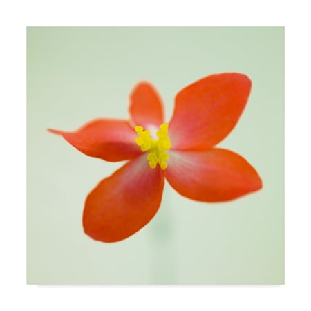 Trademark Fine Art 'Dragon Wing Begonia' Canvas Art by Assaf Frank