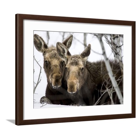 Moose at Grand Teton National Park, Wyoming, USA Framed Print Wall Art By Tom Norring