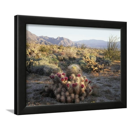 California, Anza Borrego Desert Sp, Hedgehog and Barrel Cactus Framed Print Wall Art By Christopher Talbot Frank
