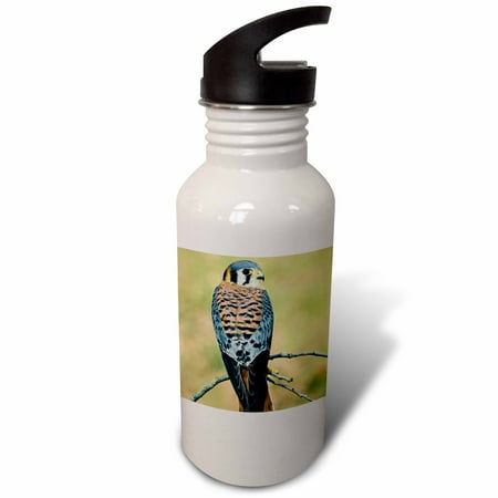 3dRose Male American Kestrel bird - NA02 AJE0261 - Adam Jones Sports Water Bottle 21oz
3dRose Male American Kestrel bird - NA02 AJE0261 - Adam Jones Sports Water Bottle 21oz