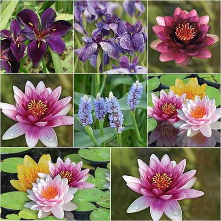 Bloomsz Most Popular Water Plant Collection, Root / Flower Bulb, 8pk Bloomsz Most Popular Water Plant Collection, Root / Flower Bulb, 8pk