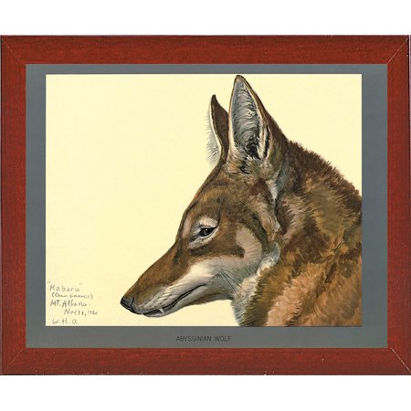 Abyssinian Wolf-PRIPUB130806 Print 9"x11.5" by Print Collection in a Affordable Red Mahogany Medium