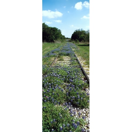 Texas bluebonnet (Lupininus texensis) flowers on deserted railroad track Texas Hill Country Texas USA Stretched Canvas - Panoramic Images (36 x 12)