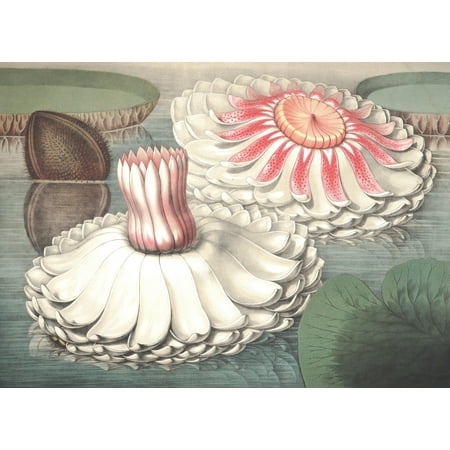 The Great Water Lily of America 1854 2 Canvas Art - William Sharp (18 x 24)