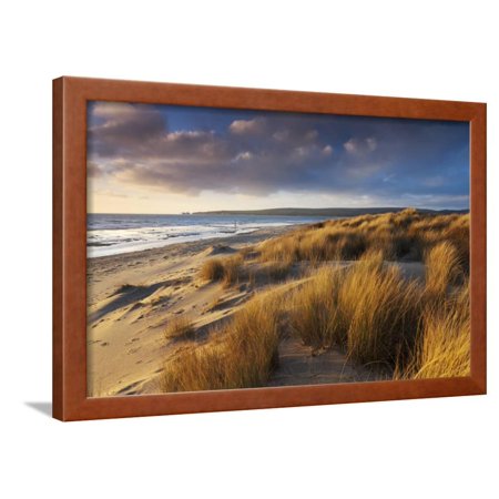Windswept Sand Dunes on the Beach at Studland Bay, with Views Towards Old Harry Rocks, Dorset Framed Print Wall Art By Adam Burton