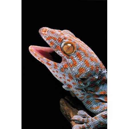 Gekko Gecko (Tokay Gecko) Print Wall Art By Paul Starosta