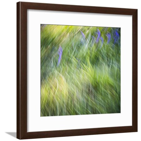 Blurred motion image of grass, urrey, England, UK Framed Print Wall Art By Jon Arnold