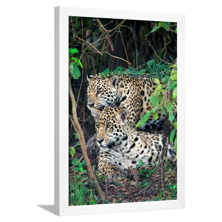 Jaguars (Panthera onca), Pantanal Wetlands, Brazil Framed Print Wall Art