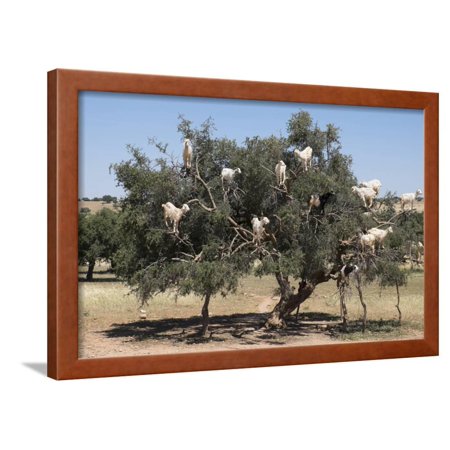 Morocco, Road to Essaouira, Goats Climbing in Argan Trees Framed Print Wall Art By Emily Wilson