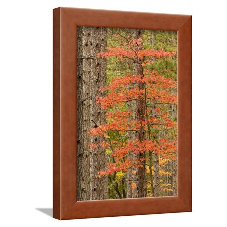 Maple Trees in Fall Colors, Hiawatha National Forest, Upper Peninsula of Michigan Framed Print Wall Art By Adam Jones