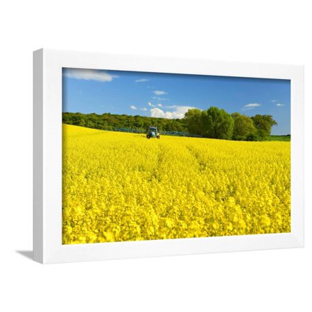 Conventional Agriculture, Farmer Spreading Pesticides on the Rape Field by Tractor Framed Print Wall Art By Andreas Vitting