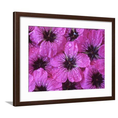 Geranium Psilostemon Fluorescent, Arranged Purple Flower Heads with Water Drops Framed Print Wall Art By Chris Burrows