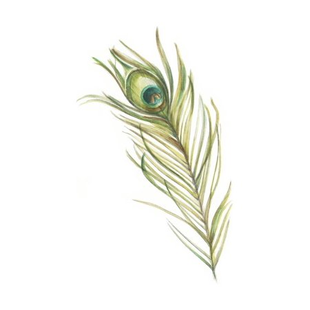 Watercolor Peacock Feather I Print Wall Art By Ethan Harper