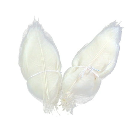 NUOLUX 100pcs Magnolia Dried Flowers Specimen DIY Materials Bookmark Greeting Cards Manual Art Craft Multifunction Decoration(White)
NUOLUX 100pcs Magnolia Dried Flowers Specimen DIY Materials Bookmark Greeting Cards Manual Art Craft Multifunction Decoration(White)