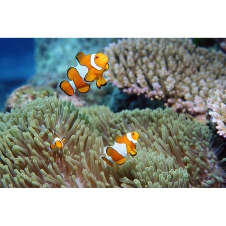 False Clown Anemonefish Print Wall Art By Georgette Douwma