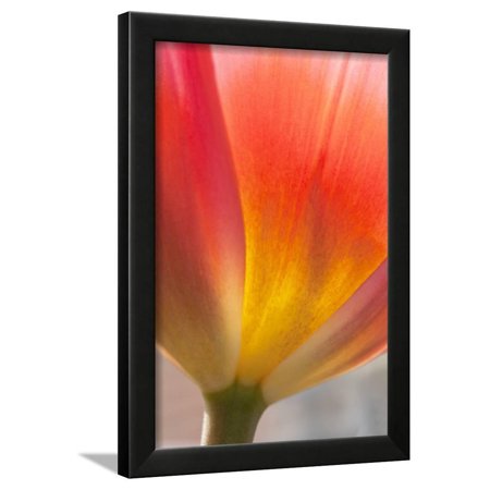 Beautiful Macro close up of Fresh Spring Vibrant Tulip Flower Framed Print Wall Art By Veneratio