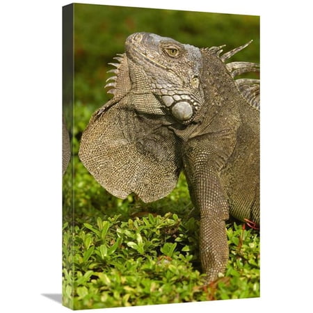 16 x 24 in. Green Iguana Flaring Dewlap in Threat Display, Seminario Park, Guayaquil, Ecuador Art Print - Pete Oxford