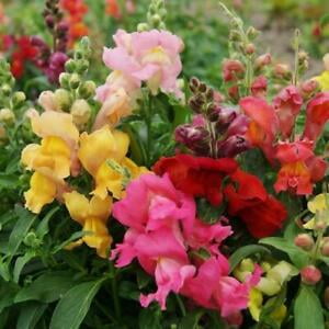 Snapdragon MAGIC CARPET MIX MultiColored Blooms Butterflies Non-GMO 500 Seeds